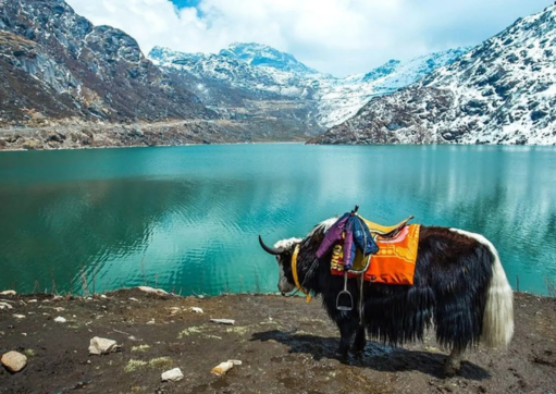 Scenic landscape of Lachung village with wooden cottages, blooming rhododendron flowers, and snow-capped Himalayan peaks.