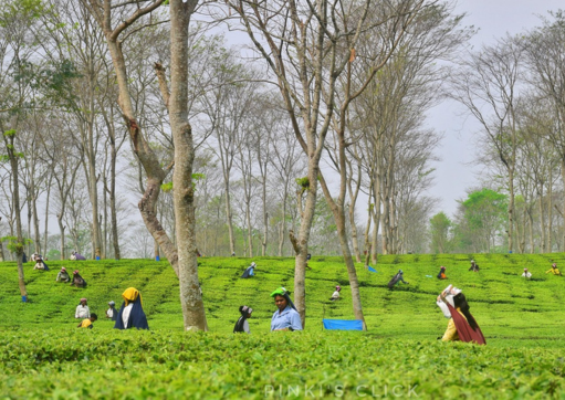 A traveler walking through lush green tea hill gardens in Darjeeling with mist-covered mountains in the background.