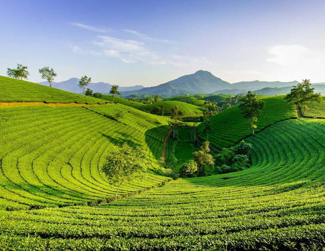 A traveler walking through lush green tea hill gardens in Darjeeling with mist-covered mountains in the background.