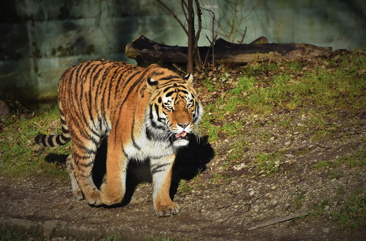 Tiger_hill
