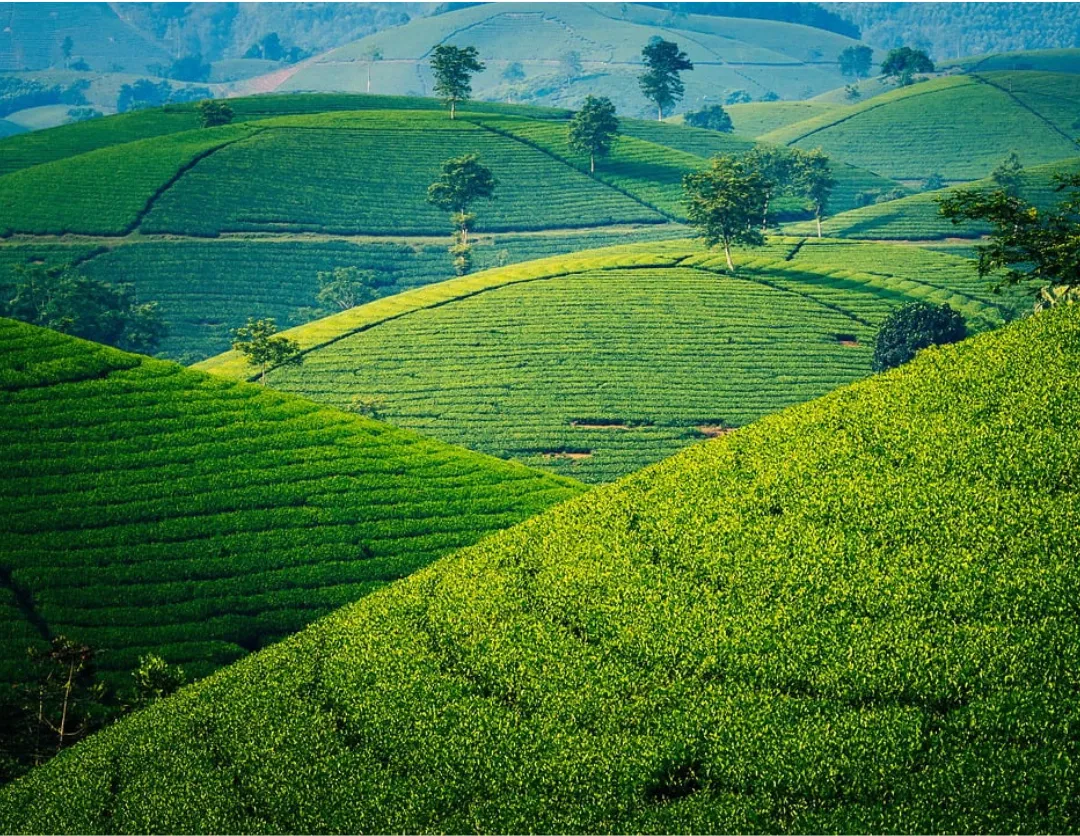 kurseong_tea_garden